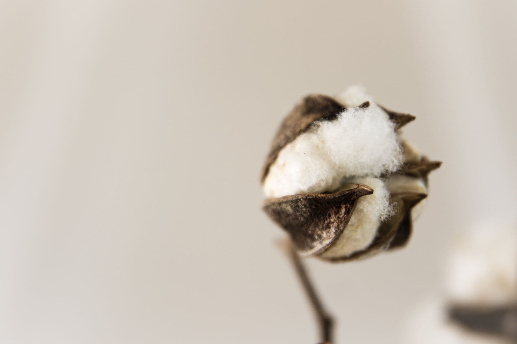 Cotton field at harvest, stock preview