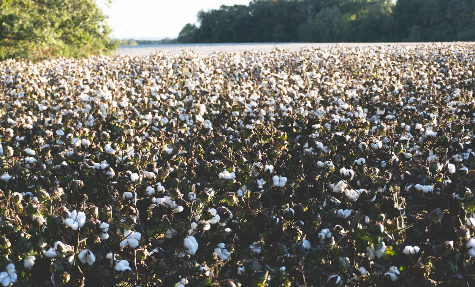 Field at harvest · stock preview
