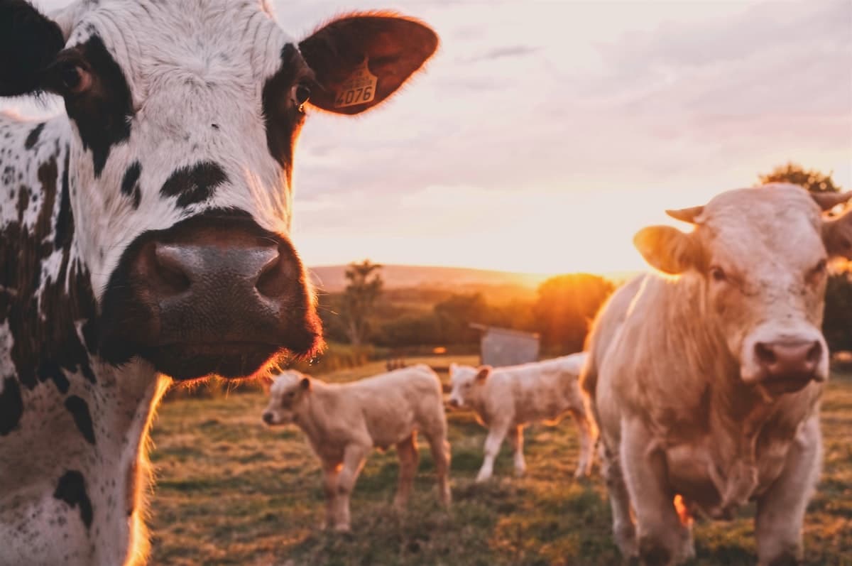 Dairy cattle · stock preview